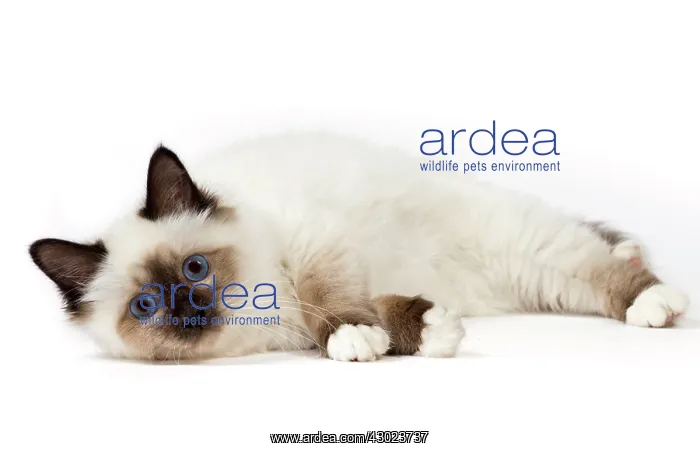  : Cat Birman