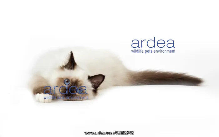  : Cat Birman