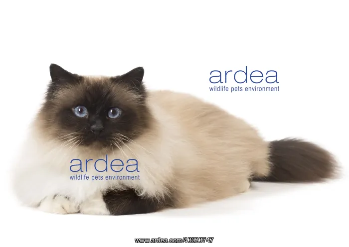  : Cat Birman