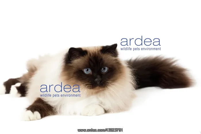  : Cat Birman