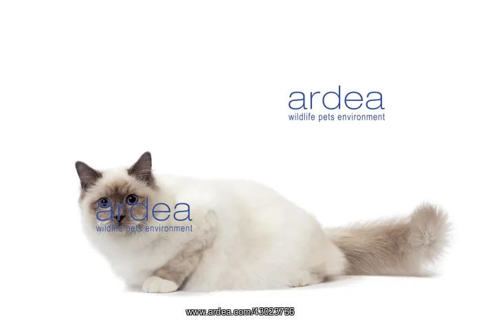  : Cat Birman