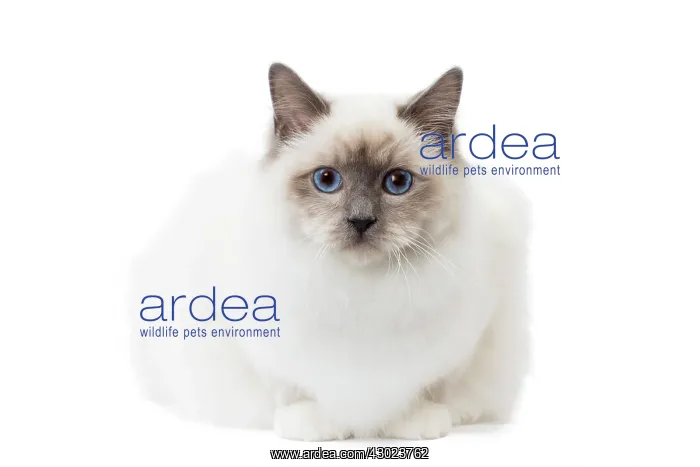 : Cat Birman
