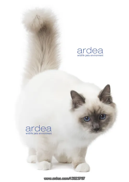  : Cat Birman