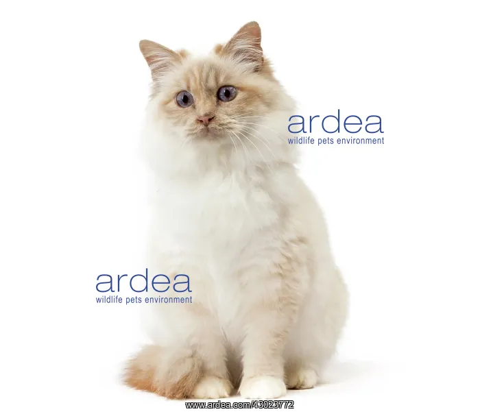  : Cat Birman