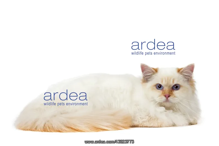  : Cat Birman
