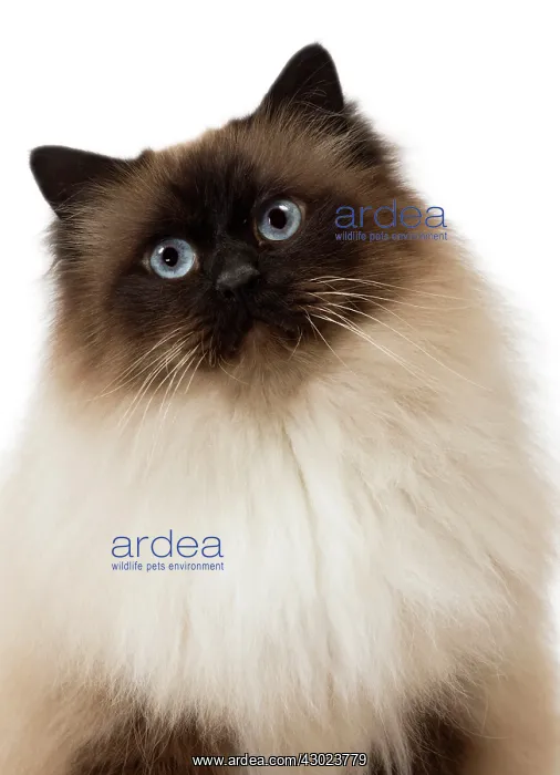  : Cat Birman