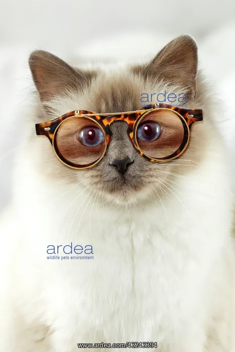 : Cat - Birman : Cat - Birman