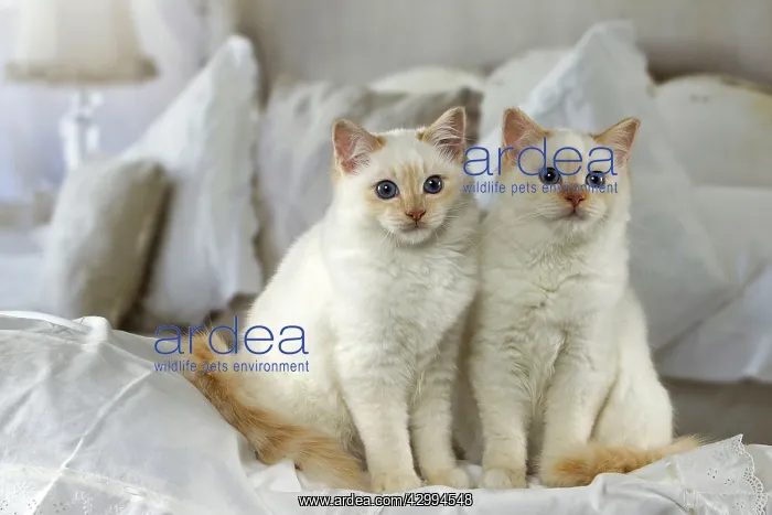  : Cat - Birman. on a bed