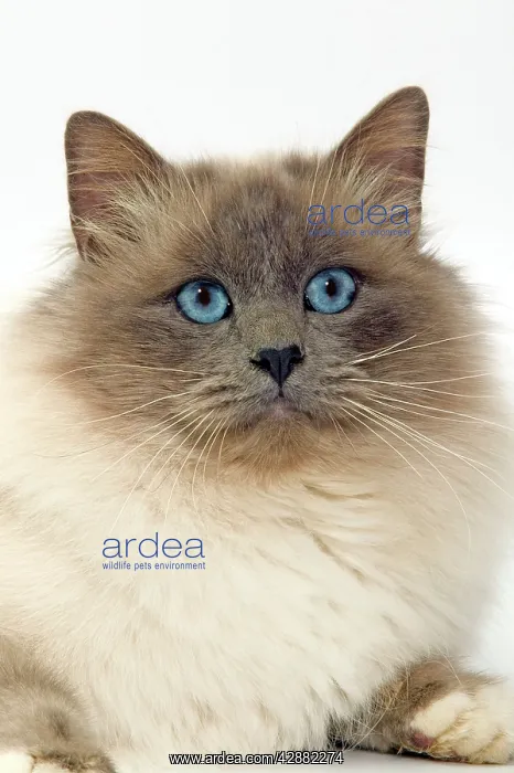  : Cat - Birman cat in studio