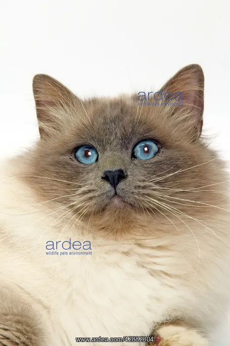  : Cat - Birman cat in studio