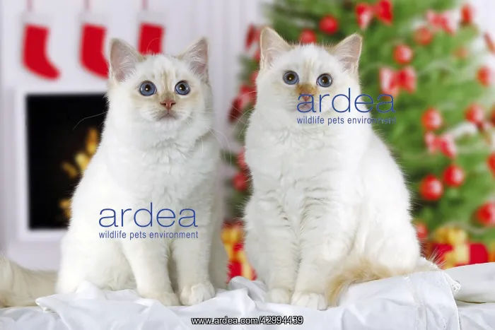  : Cat - Birman. at Christmas