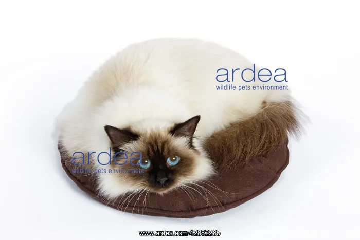  : Cat - Birman - curled up on pillow  /  cushion