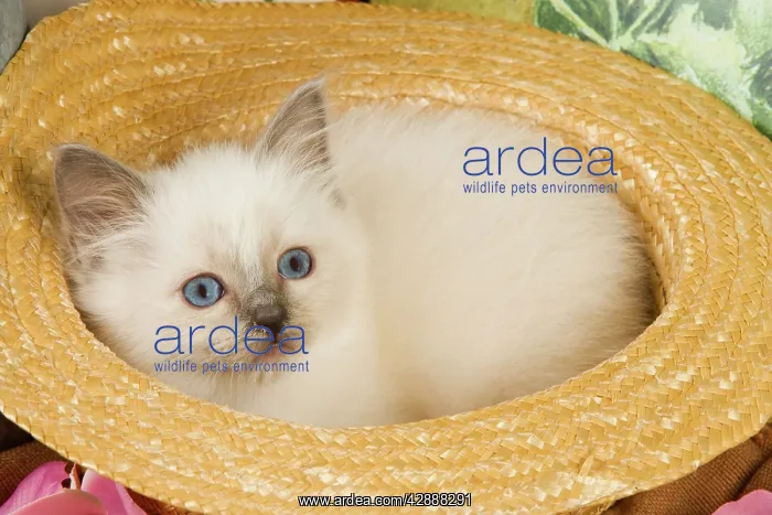  : Cat - Birman in hat