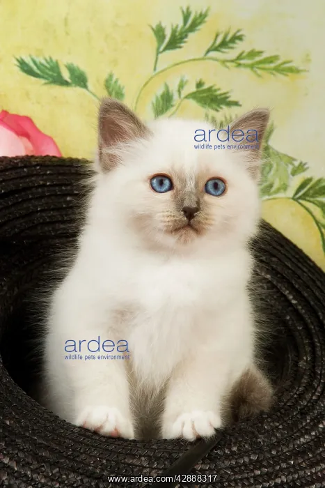  : Cat - Birman in hat