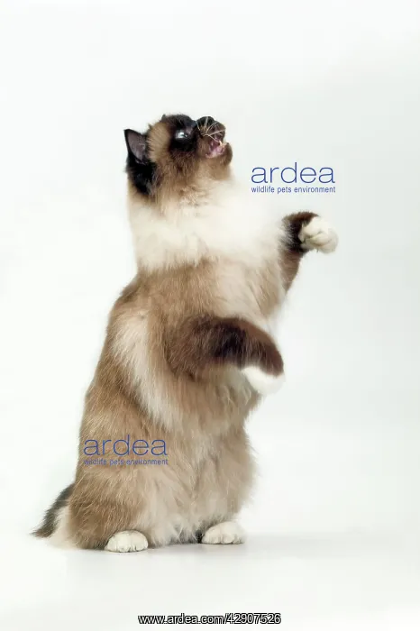  : Cat - Birman on hind legs in studio