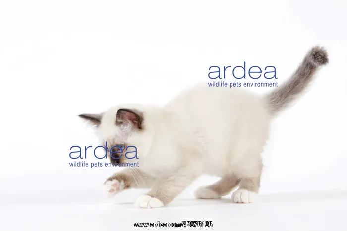  : Cat - Birman kitten