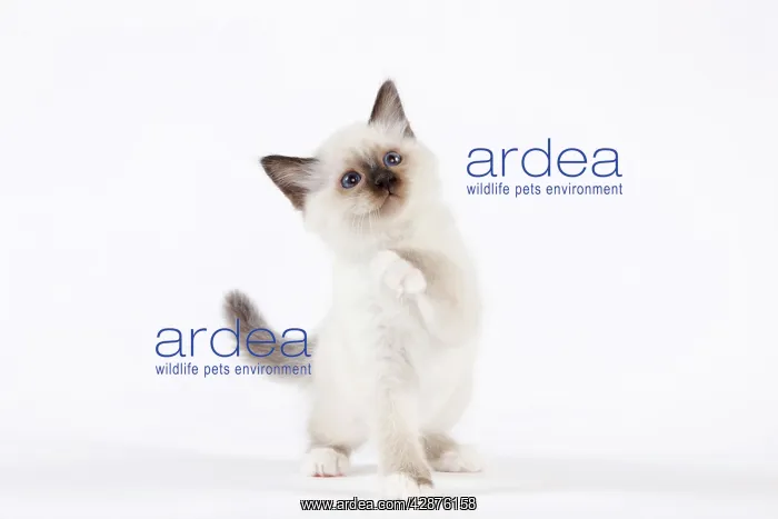  : Cat - Birman kitten