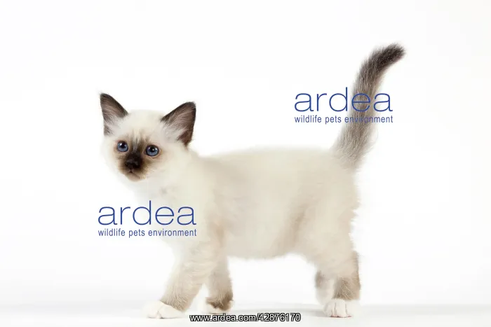  : Cat - Birman kitten