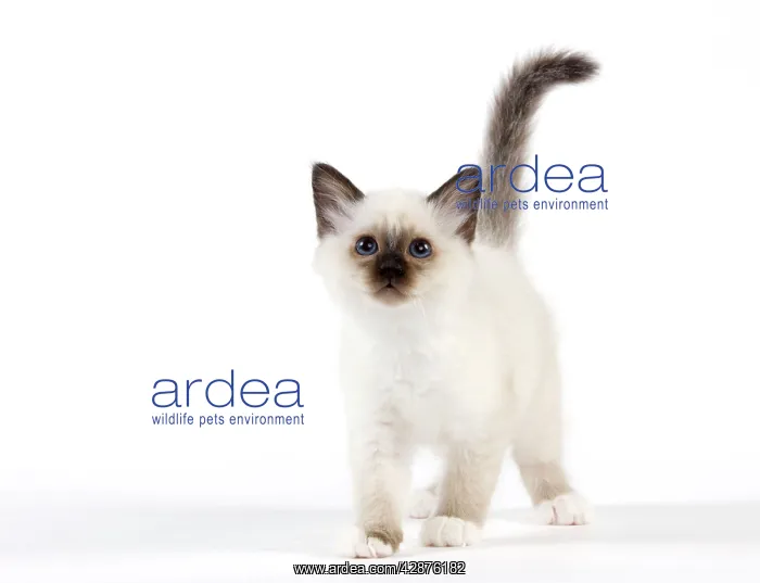  : Cat - Birman kitten