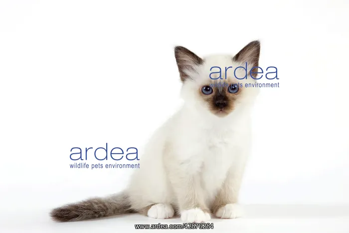  : Cat - Birman kitten