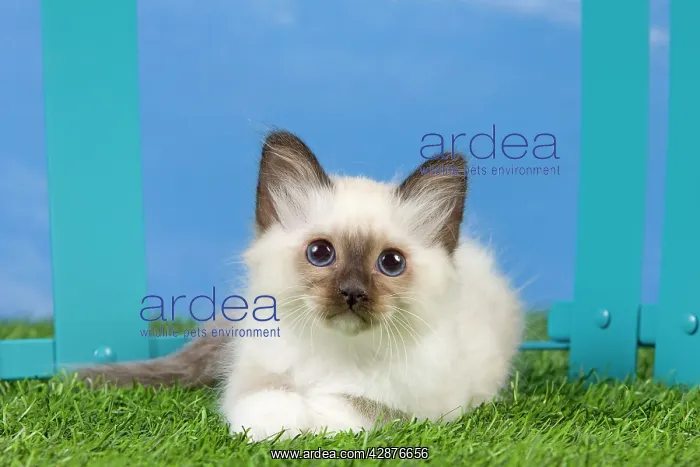  : Cat - Birman kitten