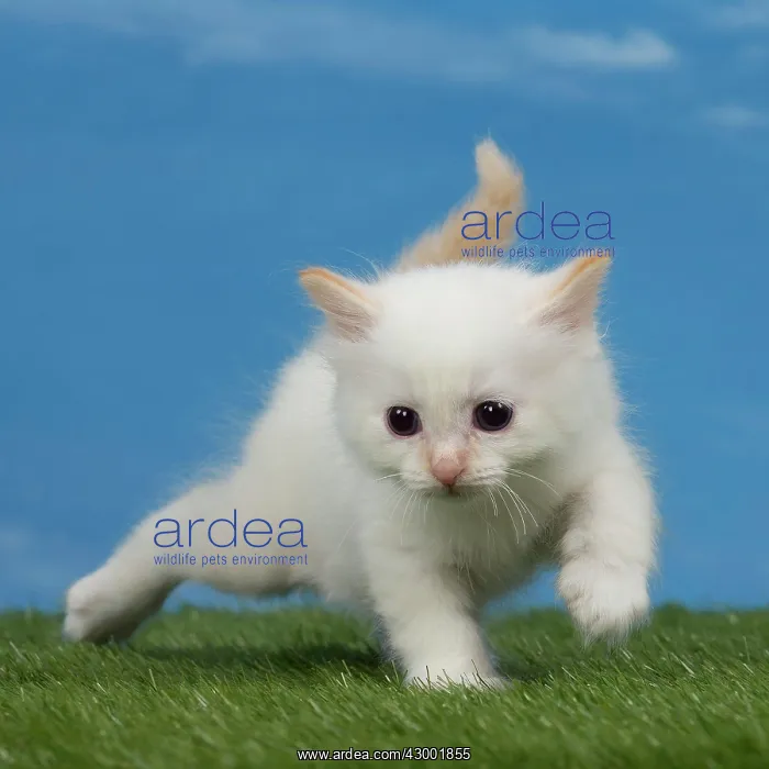 : Cat Birman kitten : Cat Birman kitten