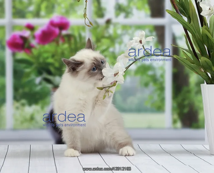 : Cat Birman kitten : Cat Birman kitten