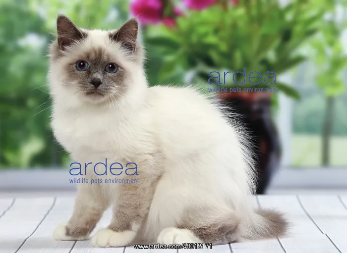  : Cat Birman kitten