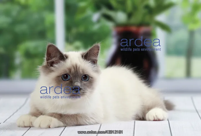  : Cat Birman kitten