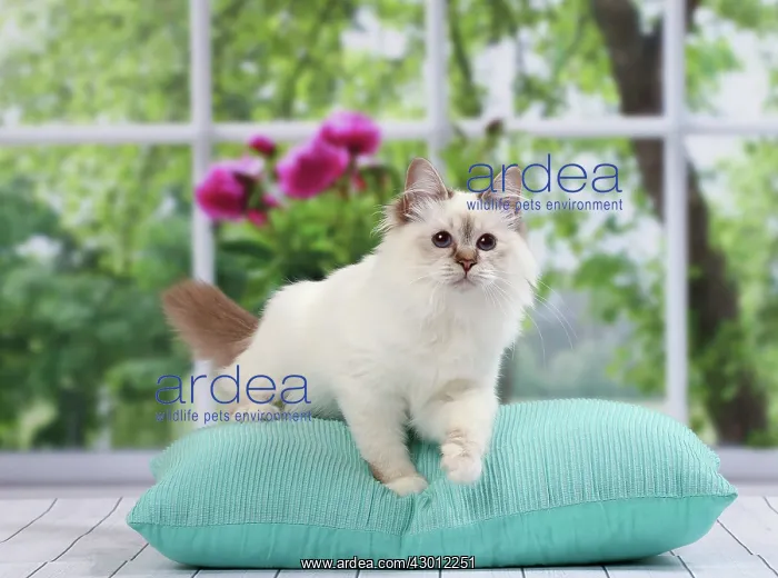  : Cat Birman kitten