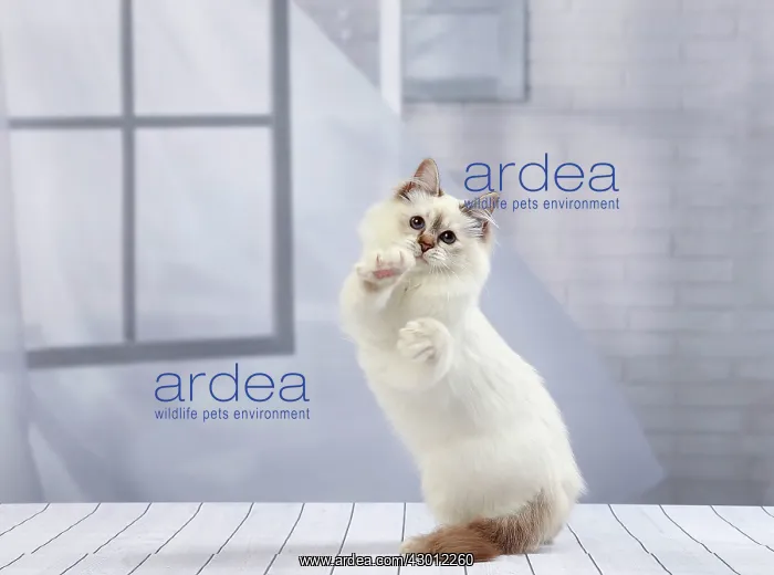 : Cat Birman kitten : Cat Birman kitten