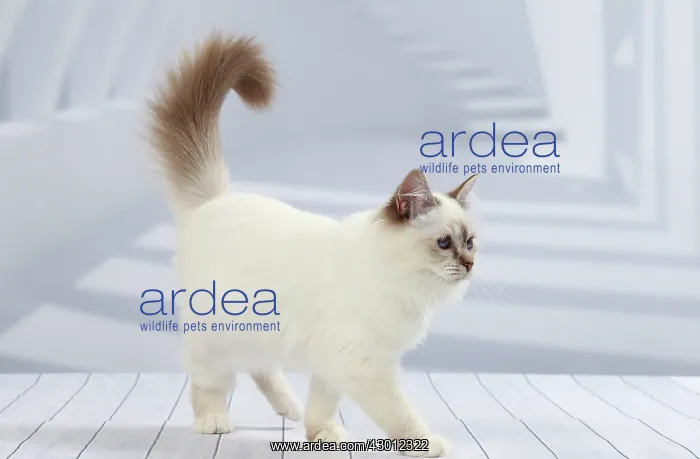  : Cat Birman kitten