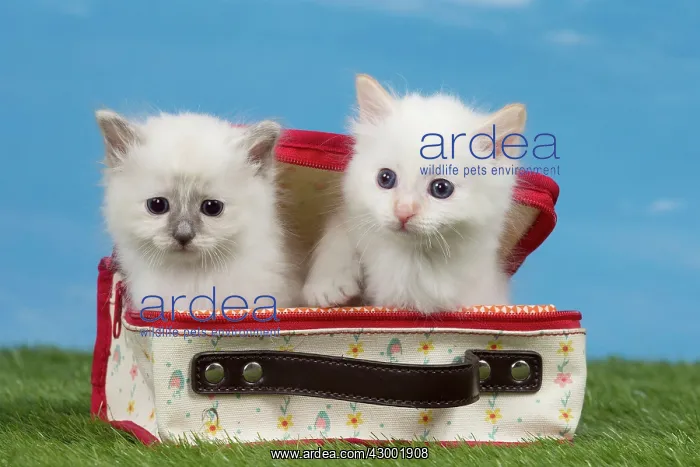  : Cat Birman kitten in a bag