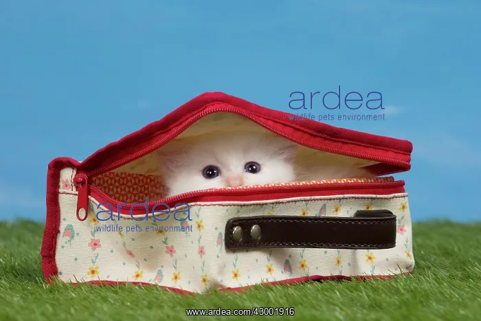  : Cat Birman kitten in a bag