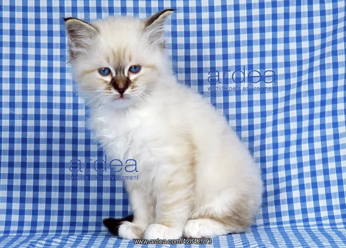  : CAT - Birman kitten on check material
