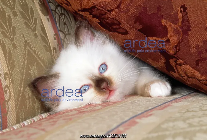  : CAT - Birman kitten under cushion on sofa
