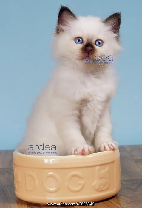  : CAT - Birman kitten in dog bowl