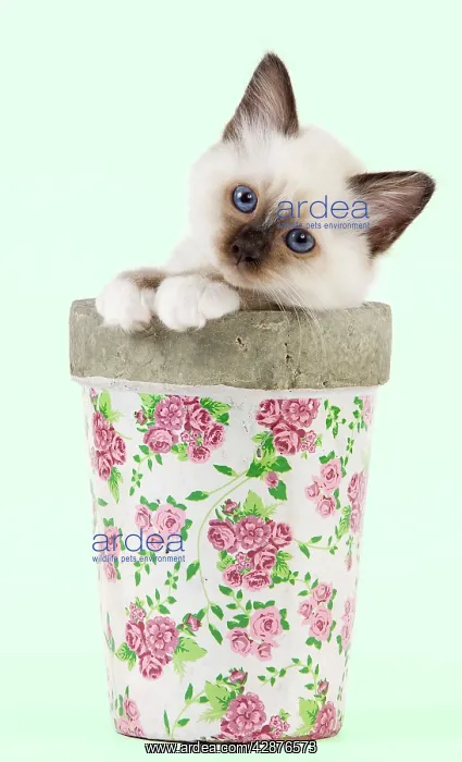 : Cat - Birman kitten - in flowerpot : Cat - Birman kitten - in flowerpot