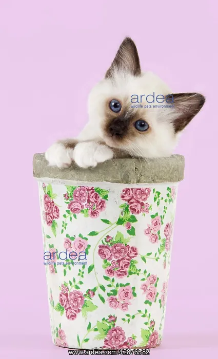 : Cat - Birman kitten - in flowerpot : Cat - Birman kitten - in flowerpot