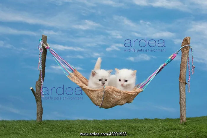  : Cat Birman kitten in a hammock