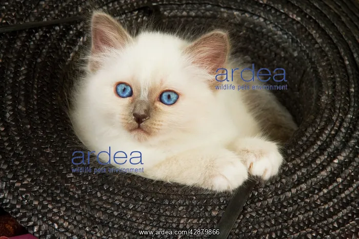  : Cat - Birman kitten in hat