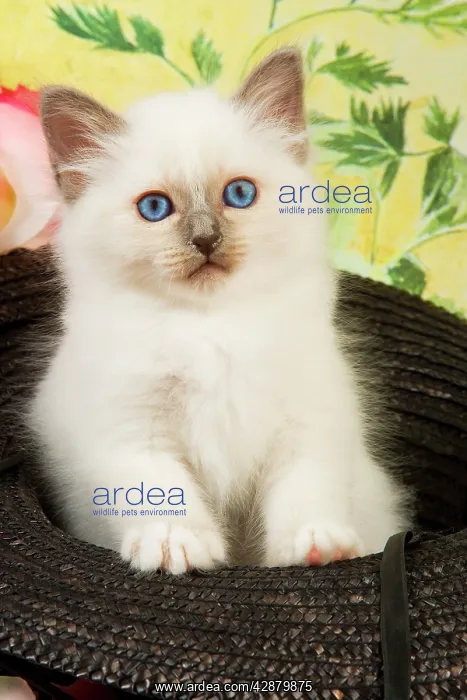  : Cat - Birman kitten in hat