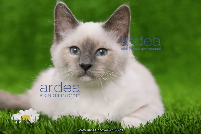 : Cat - Birman - kitten lying down in grass with flowers : Cat - Birman - kitten lying down in grass with flowers