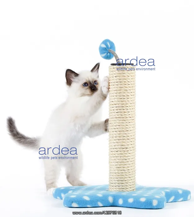  : Cat - Birman kitten playing with scratch post