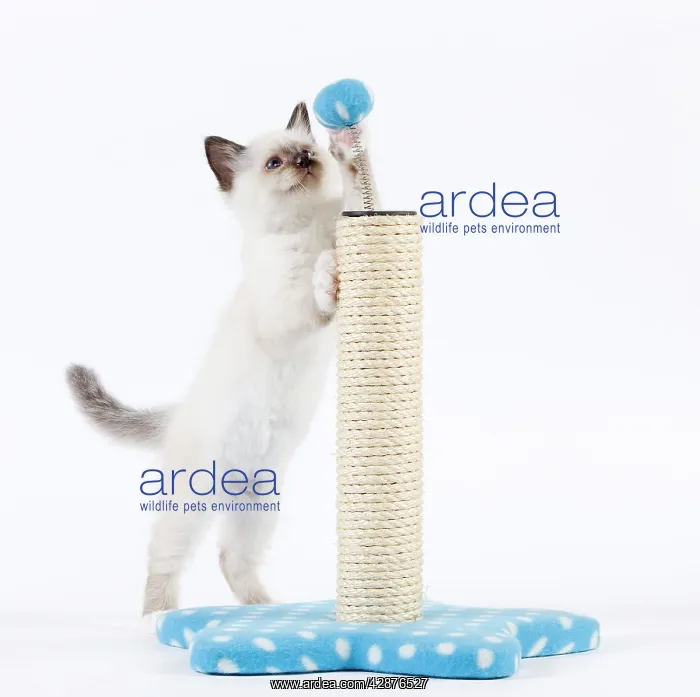  : Cat - Birman kitten playing with scratch post