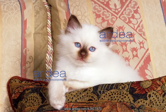  : CAT - Birman kitten on sofa