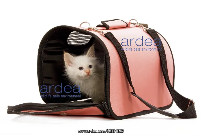 : Cat - Birman kitten in studio in cat carrying bag : Cat - Birman kitten in studio in cat carrying bag