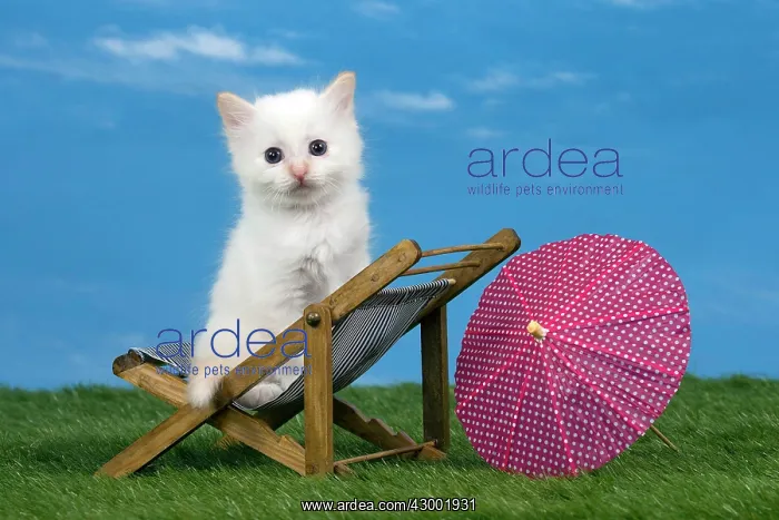 : Cat Birman kitten on a sun lounger / deck : Cat Birman kitten on a sun lounger / deck