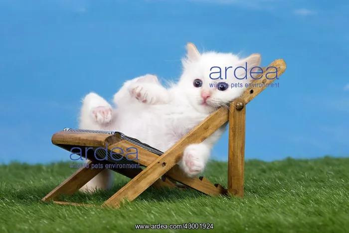 : Cat Birman kitten on a sun lounger / deck chair : Cat Birman kitten on a sun lounger / deck chair