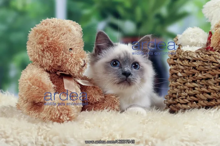  : Cat Birman. kitten with teddy bears